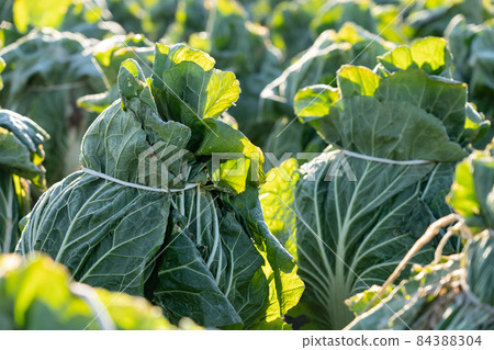Chinese cabbage cultivation where frost has begun to melt (December) Overwintering 84388304