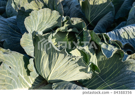 Cultivation of cabbage where the frost has begun to melt (December) Cultivation of cabbage where the frost has begun to melt (December) 84388356