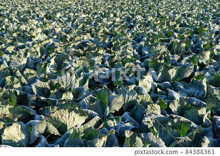 Cultivation of cabbage where the frost has begun to melt (December) Cultivation of cabbage where the frost has begun to melt (December) 84388361