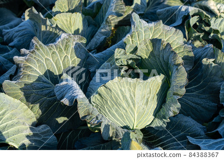 Cultivation of cabbage where the frost has begun to melt (December) Cultivation of cabbage where the frost has begun to melt (December) 84388367