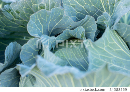 Cultivation of cabbage where the frost has begun to melt (December) Cultivation of cabbage where the frost has begun to melt (December) 84388369
