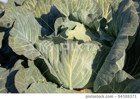 霜開始融化的捲心菜栽培（12月） 84388371