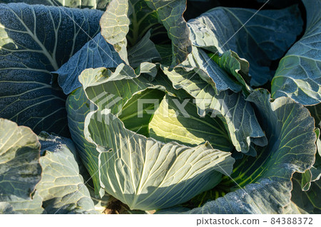霜開始融化的捲心菜栽培（12月） 84388372