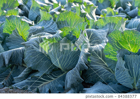 霜開始融化的捲心菜栽培（12月） 84388377