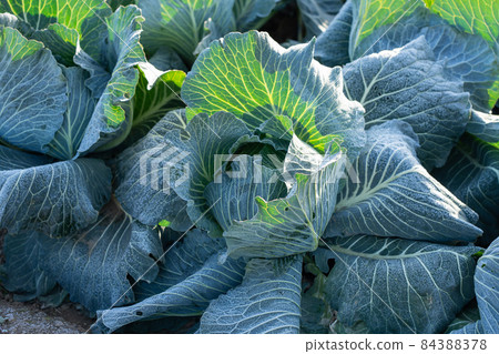 霜開始融化的捲心菜栽培（12月） 84388378