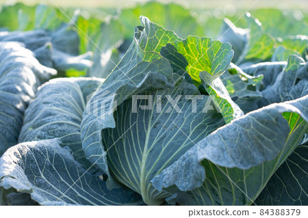 霜開始融化的捲心菜栽培（12月） 84388379