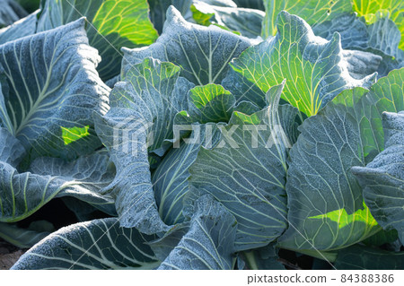 霜開始融化的捲心菜栽培(12月) 霜開始融化的捲心菜栽培(12月) 84388386