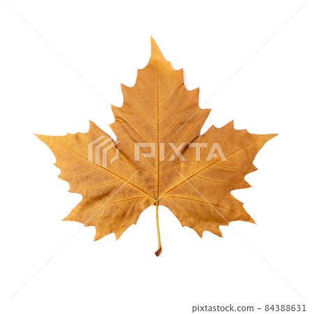 Sycamore Autumn Leaf Isolated Sycamore Autumn Leaf Isolated 84388631