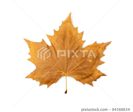 Sycamore Autumn Leaf Isolated Sycamore Autumn Leaf Isolated 84388634