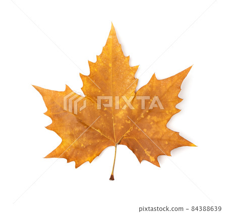 Sycamore Autumn Leaf Isolated Sycamore Autumn Leaf Isolated 84388639