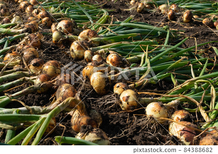 Eco onion harvest in kitchen garden, onion banner 84388682