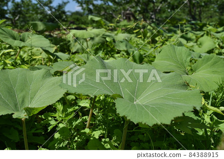Japanese butterbur that grows naturally 84388915
