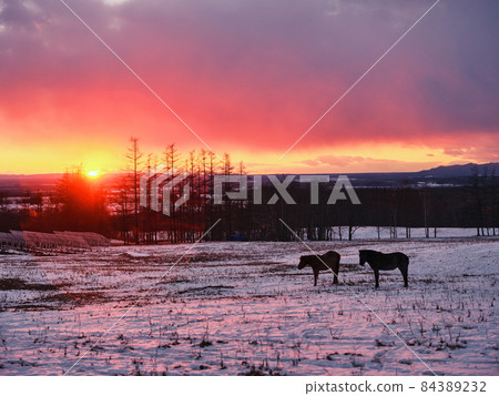 Winter sunrise and horse 84389232