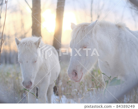 Two white horses 84389249