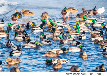 A lot of ducks males with a green head swim in the water on sunset. Ducks on a Lake or River in winter time. Drakes. Feed ducks, feeding of ducks, pink paws 84389810