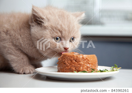 kitten eats canned gourmet pet food kitten eats canned gourmet pet food 84390261