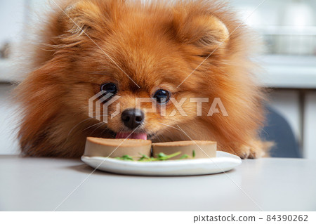 Spitz dog eats liver pate sausage Spitz dog eats liver pate sausage 84390262