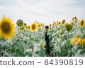 A boy holding a camera in a sunflower field 84390819