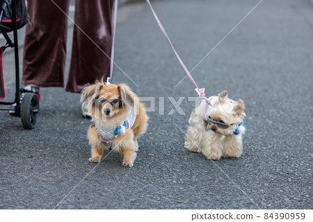 Two dogs taking a walk with glasses 84390959