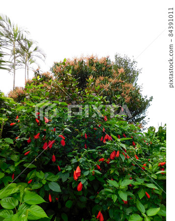 邦聯玫瑰和芒果花 邦聯玫瑰和芒果花 84391011