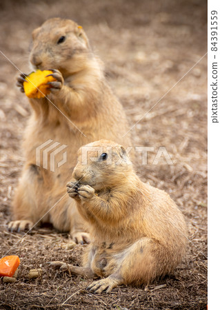 草原土撥鼠肖像 84391559