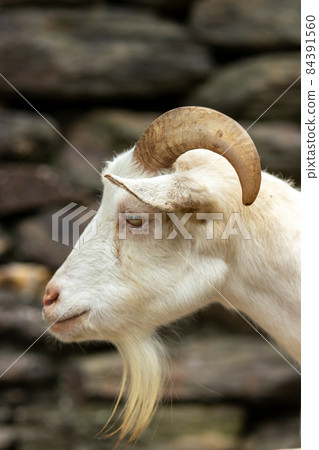山羊的肖像 山羊的肖像 84391560