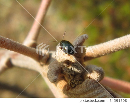 rurihamushi, beetle, mini 84391808