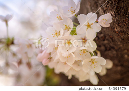 Cherry blossoms in full bloom in pale pink 84391879