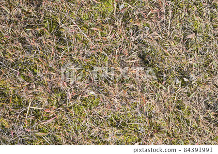 Withered lawn texture Withered lawn texture 84391991