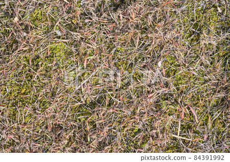 Withered lawn texture Withered lawn texture 84391992