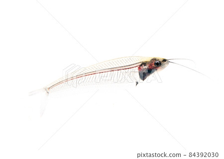 Catfish companion grass catfish white background 84392030