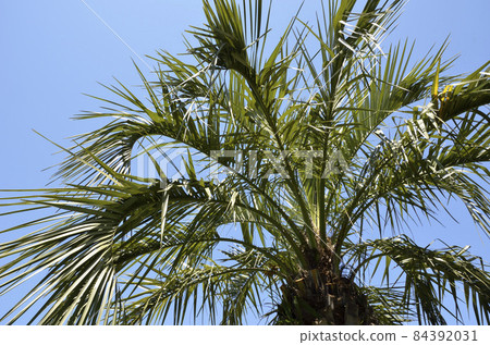 Palm trees and blue sky Coconut palm 84392031