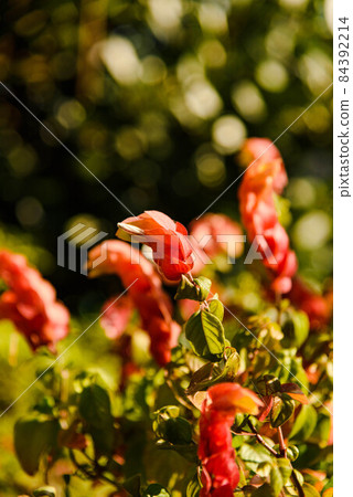 Coevisco的花朵 84392214