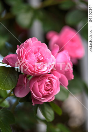 Roses Roses 84392344