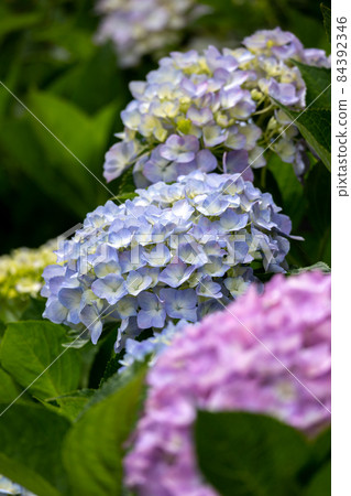 Hydrangea flower Hydrangea flower 84392346