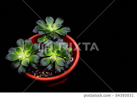 Succulent plant Aoenium evening glow potted plant black background 84393031