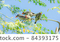 Scarlet backed Flowerpecker Small Bird in Thailand 84393175