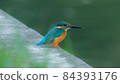 Common Kingfisher Small Bird in Thailand 84393176
