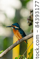 Common Kingfisher Small Bird in Thailand 84393177