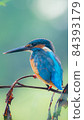 Common Kingfisher Small Bird in Thailand 84393179