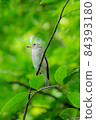 Asian Brown Flycatcher Small Bird in Thailand 84393180
