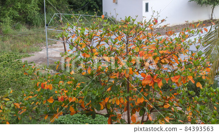 Terminalia catappa tree changing leaves in autumn in the garden 84393563