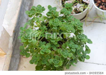Closeup of Plectranthus hadiensis var tomentosa on the ground in the garden 84393564