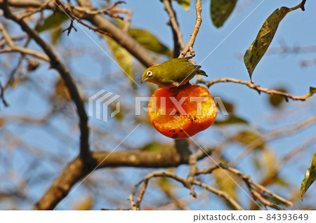 白眼烏鴉 84393649