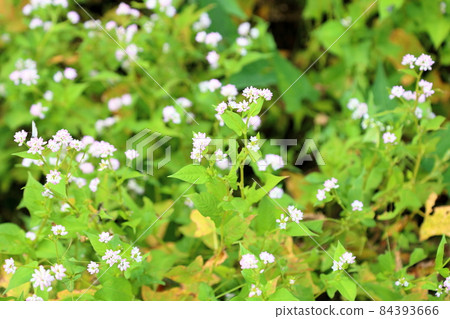 Misozoba花 84393666