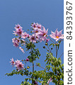 皇帝大麗花閃耀在藍天 84393767