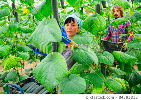 Successful greenhouse owner harvests cucumbers Successful greenhouse owner harvests cucumbers 84393818