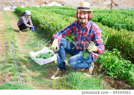 Farmer harvests green onion on the field and puts in plastic box for sale in market 84393881