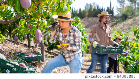 Woman checking the amount of sugar in mango fruit using refractometer Woman checking the amount of sugar in mango fruit using refractometer 84393895