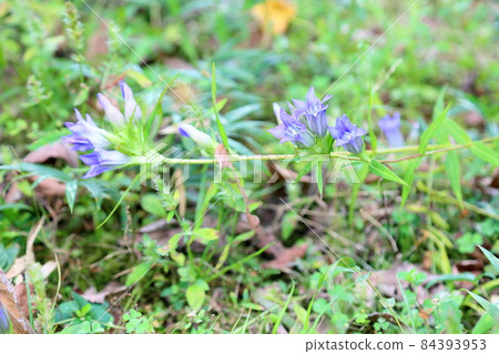 龍膽花 龍膽花 84393953